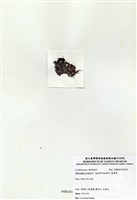 藏品(寬珊藻)的圖片